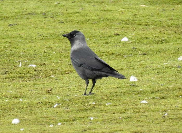 Jackdaw