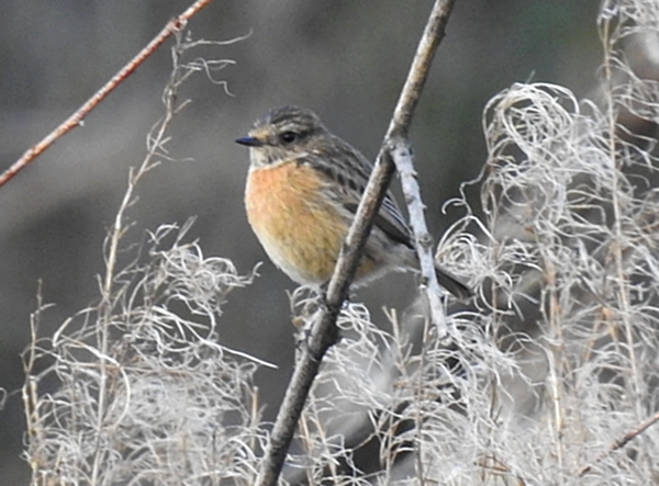 Stonechat