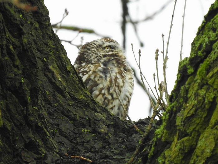 Little Owl