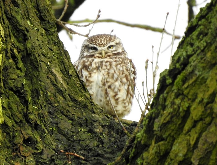 Little Owl