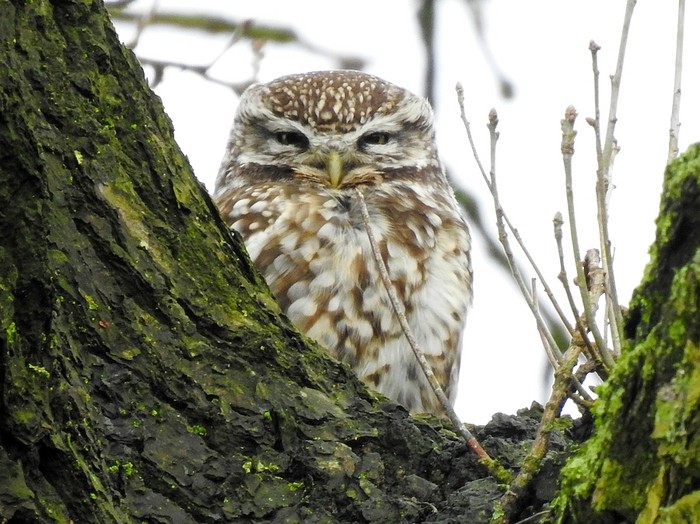 Little Owl