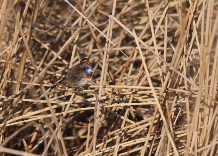 White-spotted Bluethroat