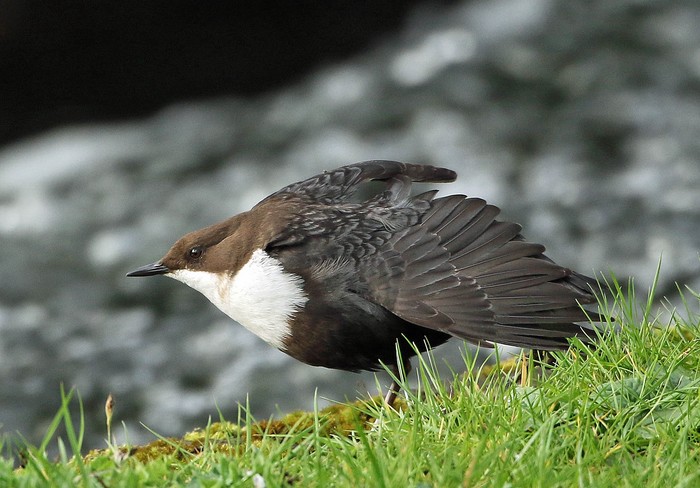 Black-bellied Dipper