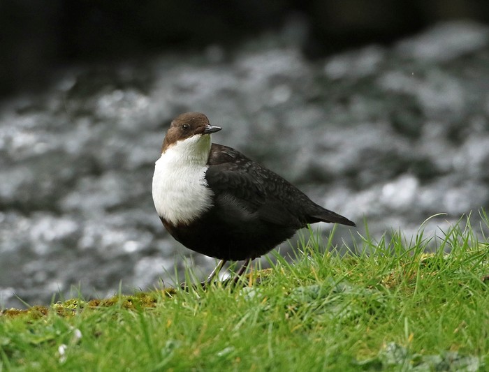 Black-bellied Dipper