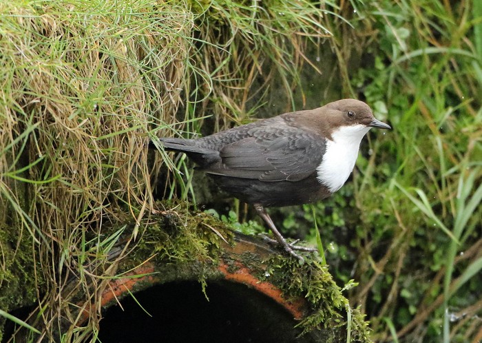 Black-bellied Dipper