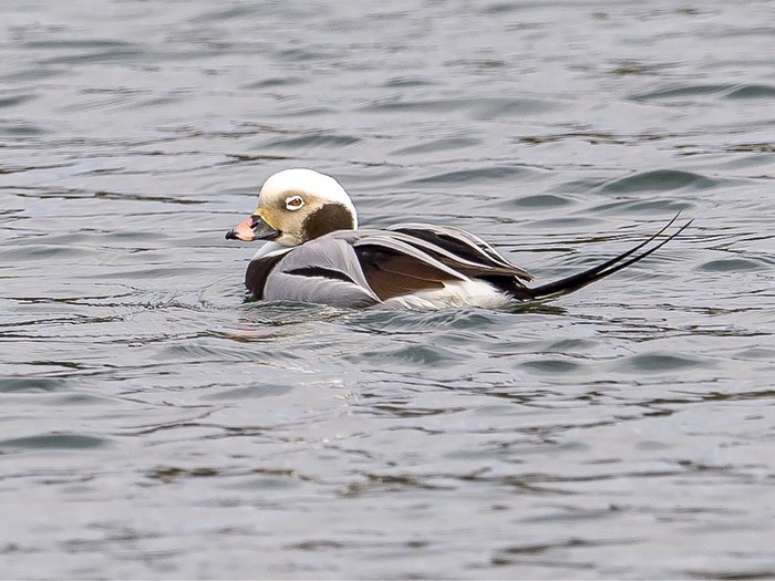 Long-tailed Duck