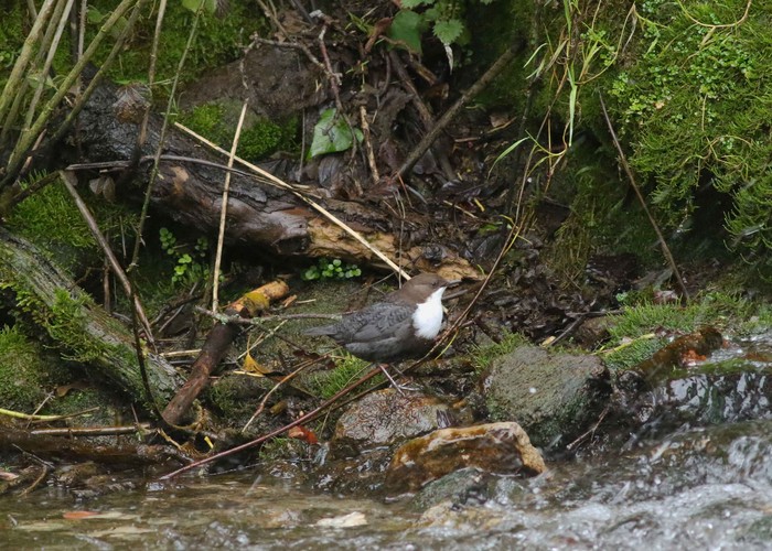 Black-bellied Dipper