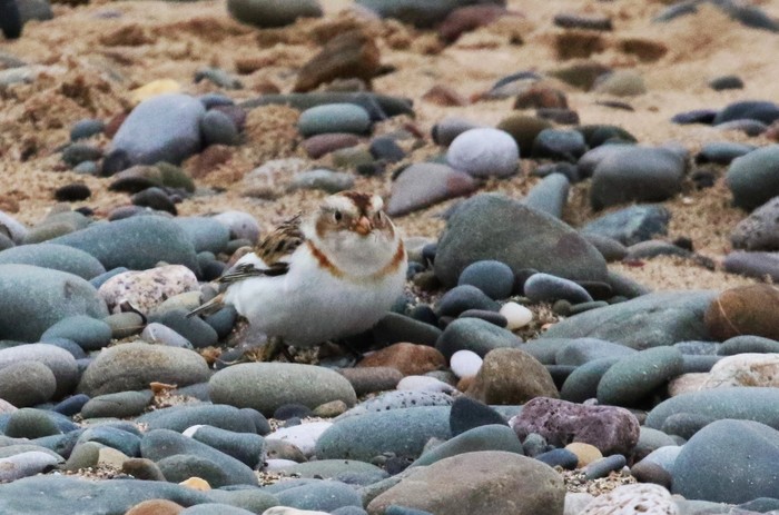 Snow Bunting