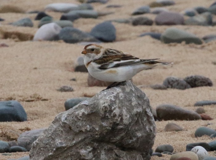 Snow Bunting