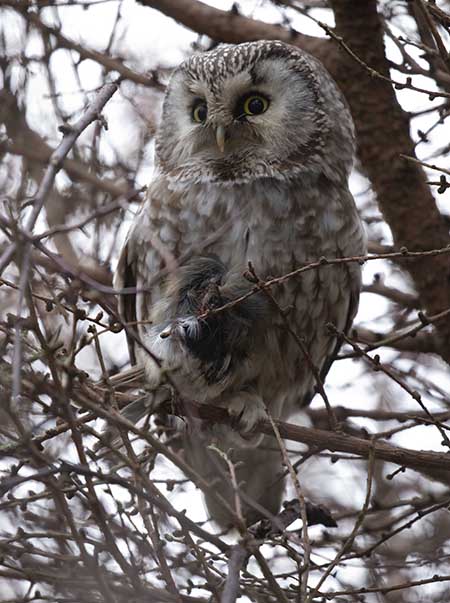 Tengmalm's Owl