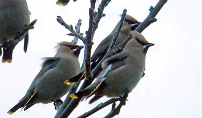 Waxwing