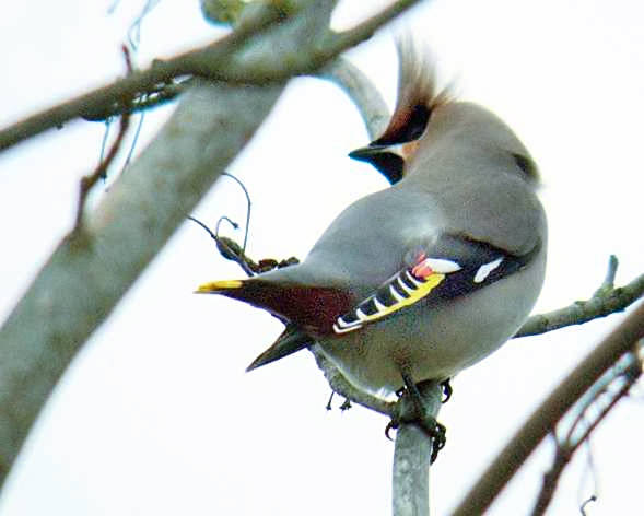 Waxwing