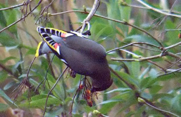 Waxwing