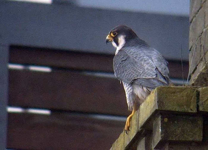 Peregrine