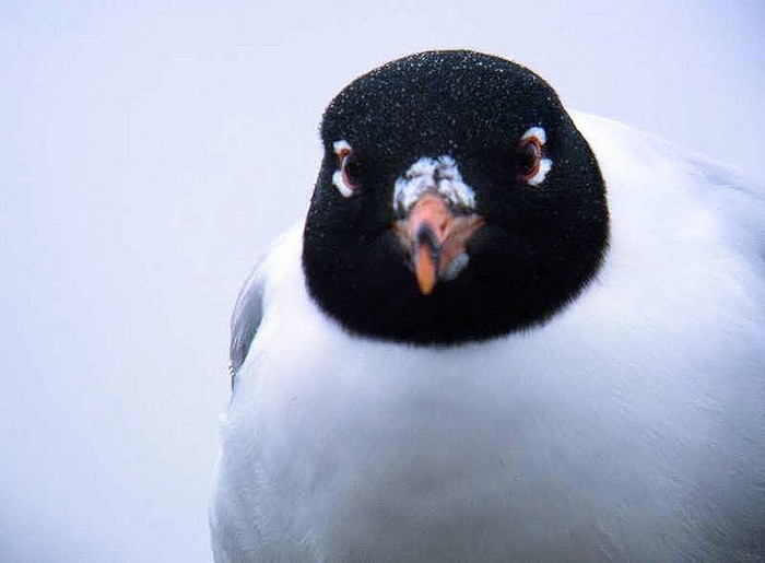Mediterranean Gull