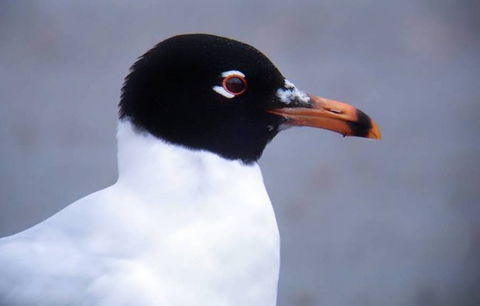 Mediterranean Gull