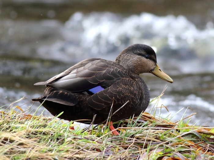Black Duck
