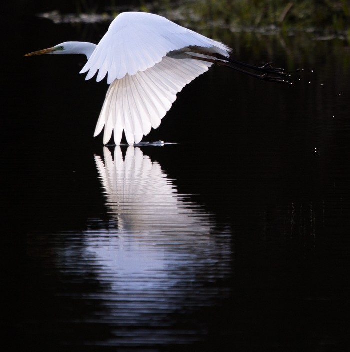 Great White Egret