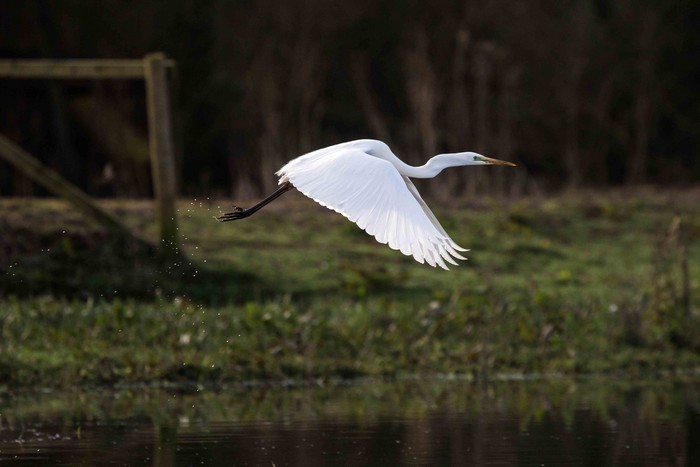 Great White Egret