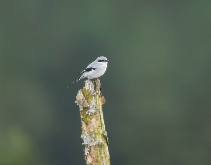 Great Grey Shrike