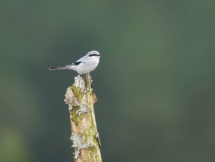 Great Grey Shrike