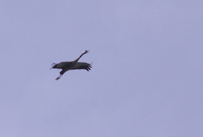 Common Crane