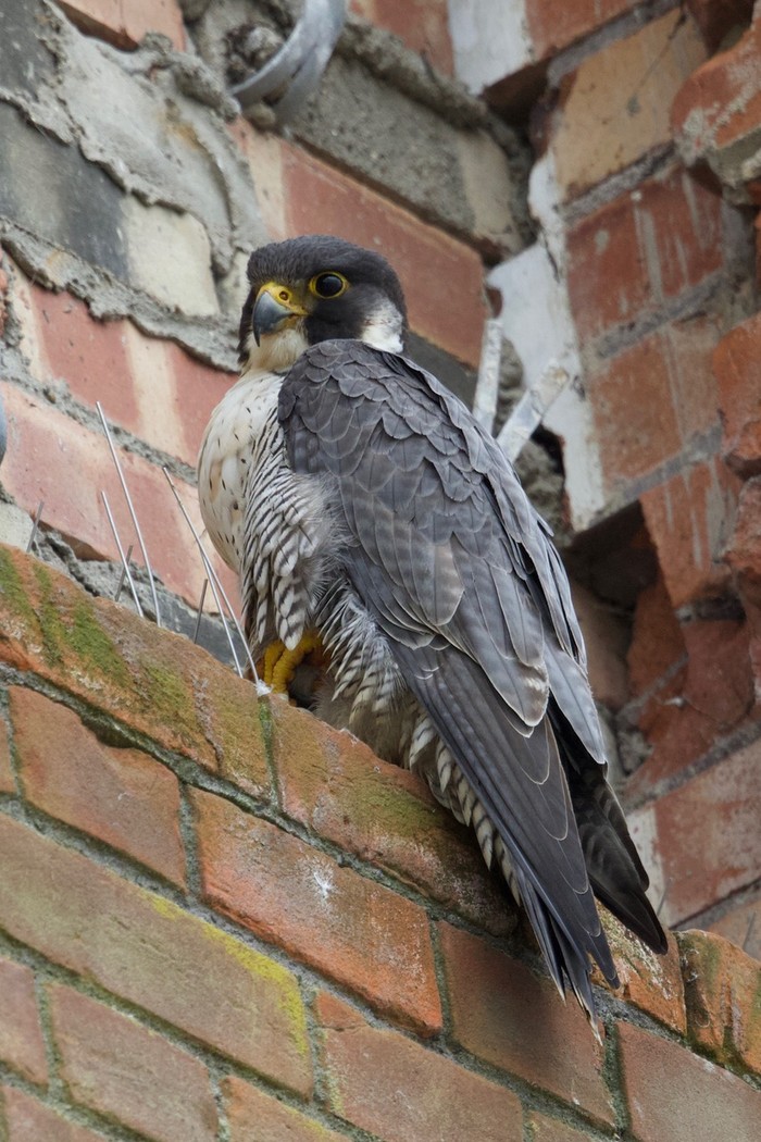 Peregrine