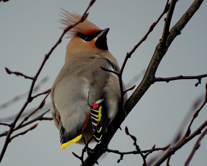 Waxwing
