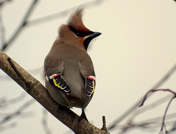 Waxwing