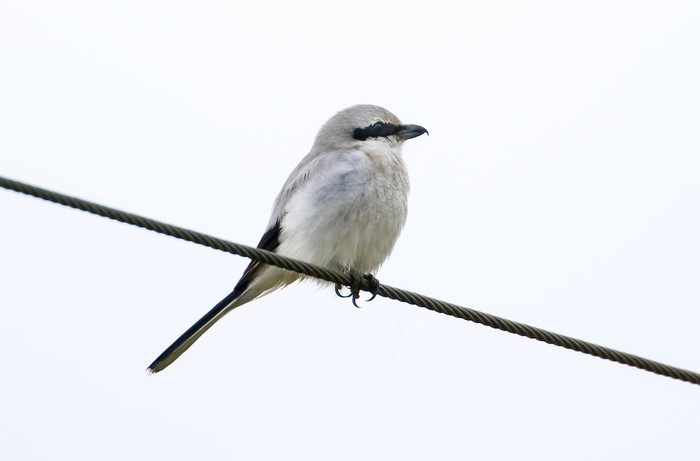 Great Grey Shrike