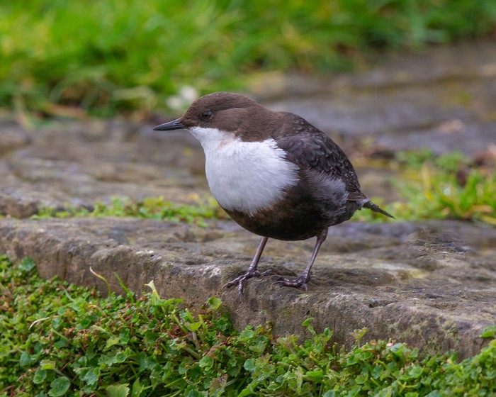 Black-bellied Dipper
