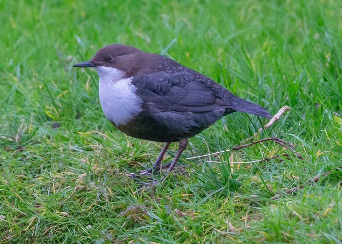 Black-bellied Dipper