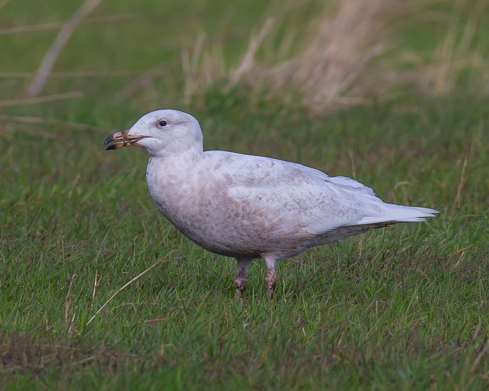 Glaucous Gull