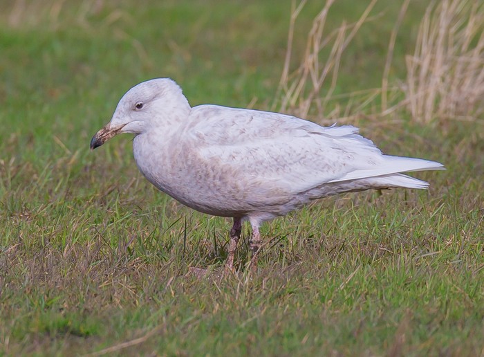 Glaucous Gull