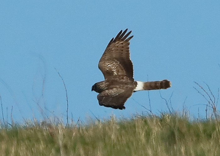 Hen Harrier