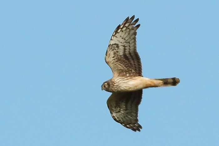 Hen Harrier