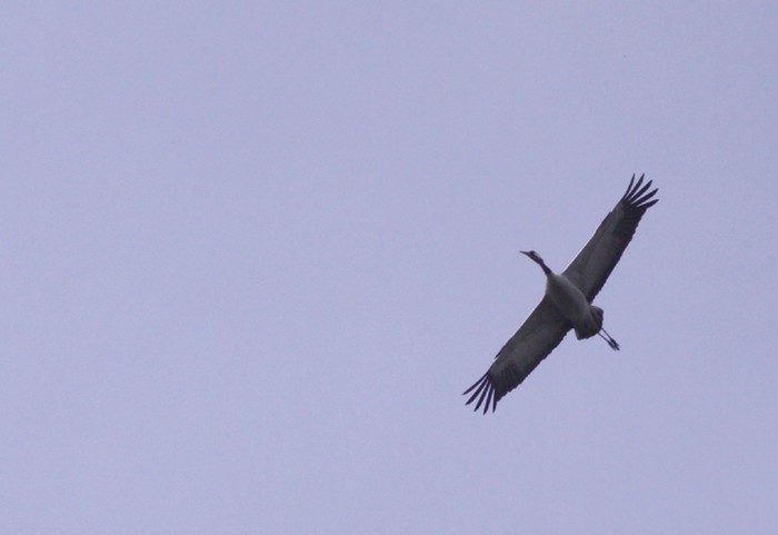 Common Crane