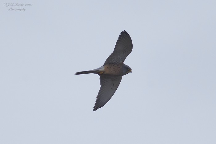 Lesser Kestrel