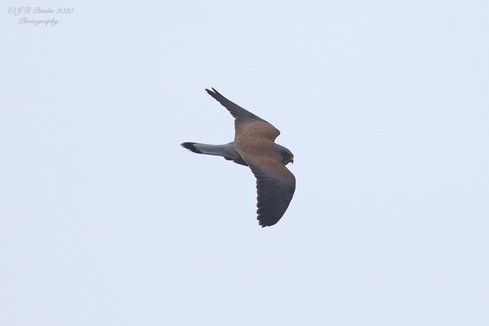 Lesser Kestrel