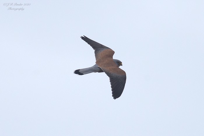 Lesser Kestrel