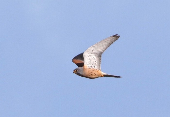 Lesser Kestrel