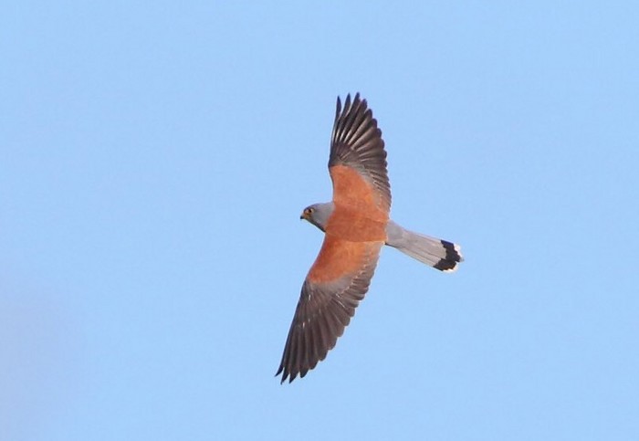 Lesser Kestrel