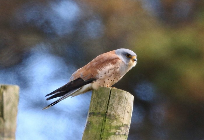 Lesser Kestrel