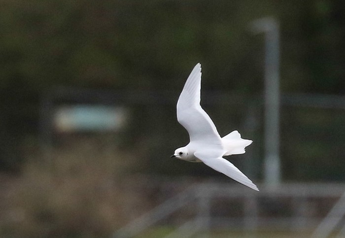 Ross's Gull