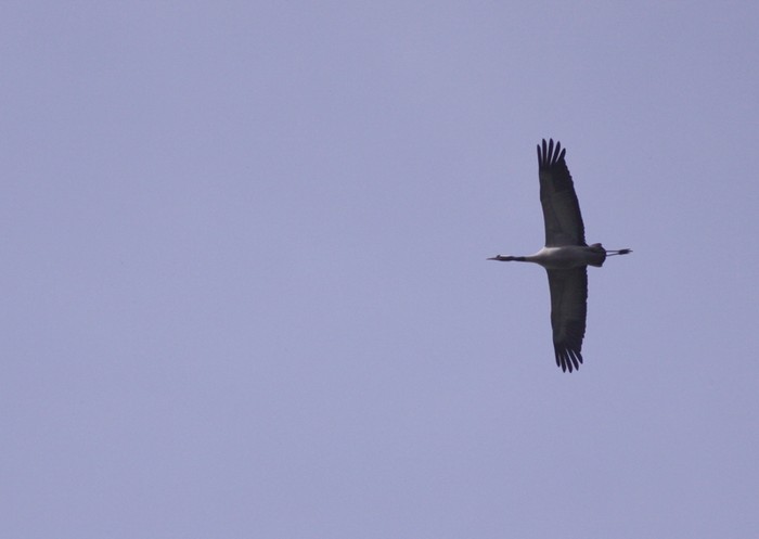 Common Crane