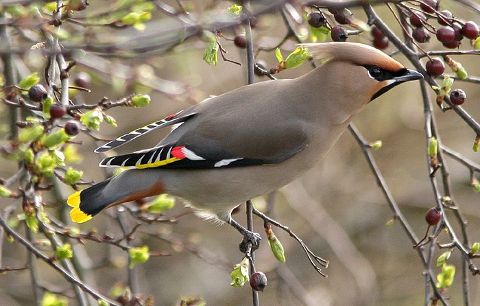 Waxwing