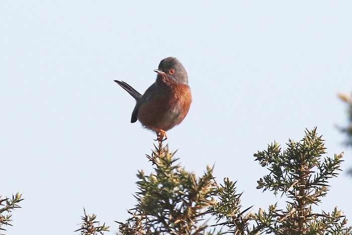 Dartford Warbler