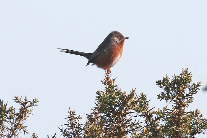 Dartford Warbler