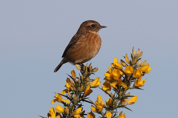 Stonechat