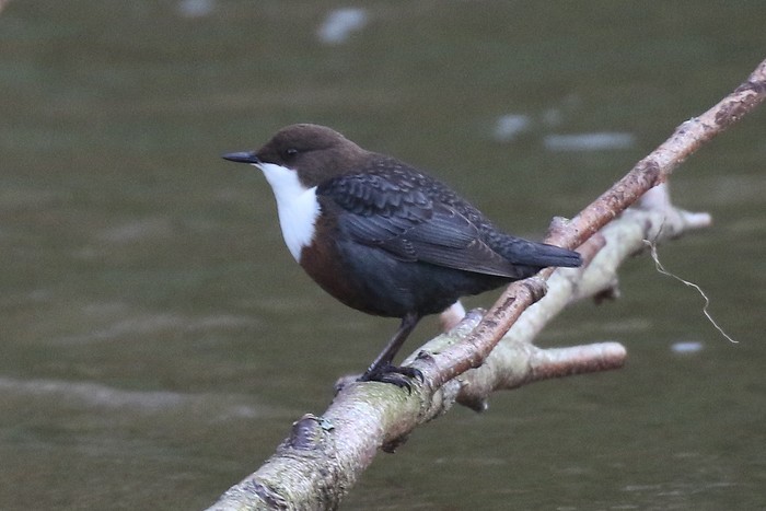 Dipper